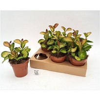 Хойя Лиза d12 h20 8шт