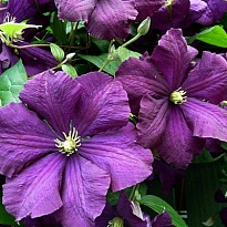 Клематис (Clematis) Этойл де Виолет 3л h80-100 1шт