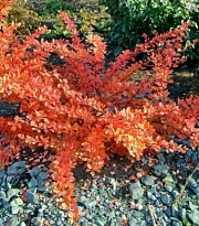 Барбарис (Berberis) тунб. Оранж Карпет d9 h20 1шт
