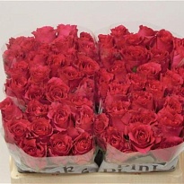Роза Pink Rhodos дл.50 10шт