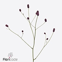 Кровохлебка Magical Red Velvet 10шт