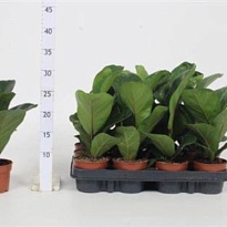 Фикус Лирата Бамбино d9 h25 18шт