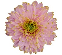 Хризантема одноголовая Much Rossano Charlote дл.70 10шт