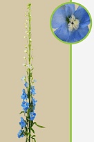 Дельфиниум Sereno Light Blue 10шт
