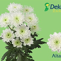 Хризантема кустовая Altaj 80 gr 5шт