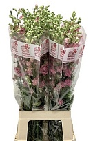 Дельфиниум Qis Pink 10шт
