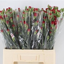 Гвоздика кустовая Red Kiss 10шт