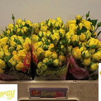 Роза кустовая Tarantella дл.60 10шт