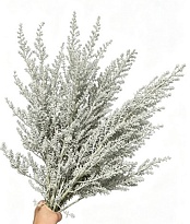 Кохия Scoparia 5шт