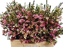 Хамелациум (Waxfl) Leilani 10шт