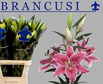 Лилия Or. Brancusi 3+ 10шт