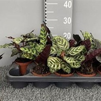 Калатея микс d11 h35 10шт