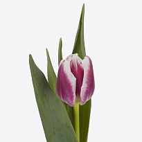 Тюльпан Picardy 10шт