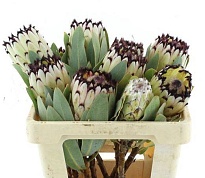 Протея Magnifica Didi 10шт