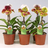 Орхидея Пафиопедилум Америка Гибрид микс d12 h30 8шт