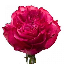 Роза Herrera Farms - Hfarms Cia Ltda Country Blues дл.60 25шт