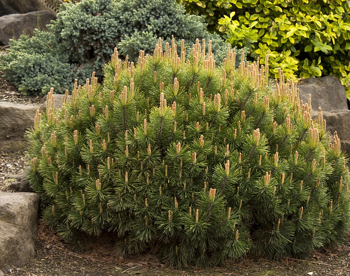 Сосна (Pinus) горная Пумилио 3л h25 1 шт
