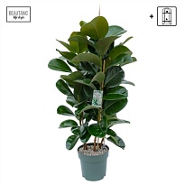 Фикус Макана 3PP d30 h120 1шт