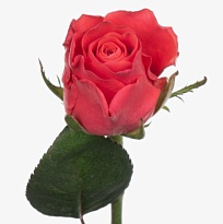 Роза Flora Ola Pink Tacazzi дл.40 10шт