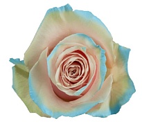 Роза крашен. Bella Роза S.a. Cinderella дл.50 25шт