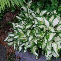 Хоста (Hosta) волн. Медиовариегата d12 1шт