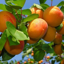 Абрикос Триумф Северный/С 1шт