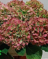 Гортензия White Verena Classic 24 дл.90 1шт