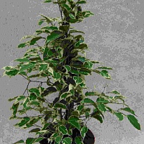 Фикус Саманта d30 h135 1шт