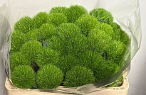 Гвоздика Br Kiwi Mellow 10шт