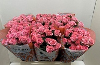 Роза кустовая Jessy дл.50 10шт