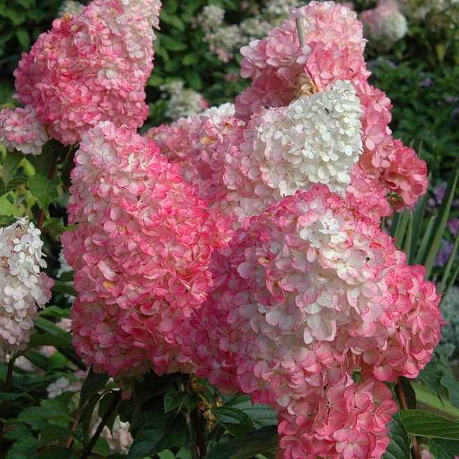 Гортензия (Hydrangea) метельчатая Ванилла Фрейз d12 h20-30 8шт