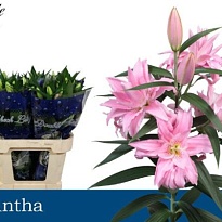 Лилия Dbl Diantha 4/5+ 10шт