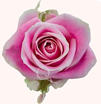 Роза Agrifeg Rosita Vendela дл.60 25шт