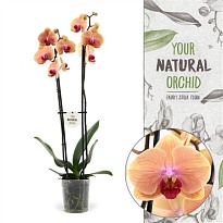 Орхидея Фален. Кариббиан Дрим 2 ст d12 h65 10шт