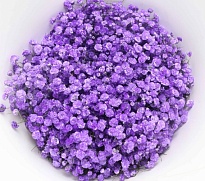 Гипсофила Фиолетовая (К) дл.70 (1000г/уп) 1уп