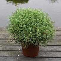 Туя (Thuja) западная Мистер Боулинг Болл (KV) d11 h30-35 11шт