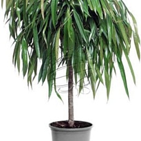 Фикус Али Твист Стэм d27 h120 1шт