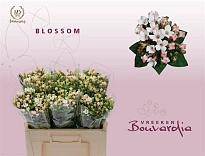 Бовардия Blossom 10шт