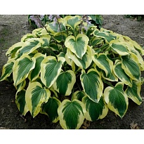 Хоста (Hosta) Бродбенд d12 1шт
