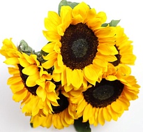 Подсолнух (К) дл.70 1уп (5шт)