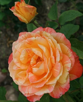 Роза Imperial Rose (B.Topalovic) Марвелл 2л 1шт