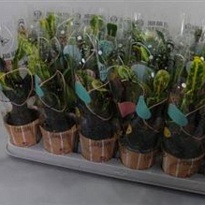 Кодиеум Мамми d9 h20 18шт