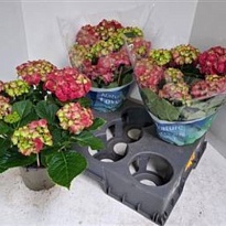 Гортензия Макр. Хай Файр d13 h35 4шт