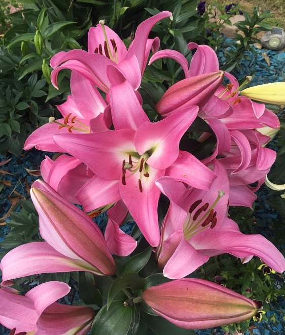 Лилия Ot Tabledance Moerman 10шт