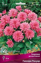 Георгина декоративная Гэллери Ренуар 1шт