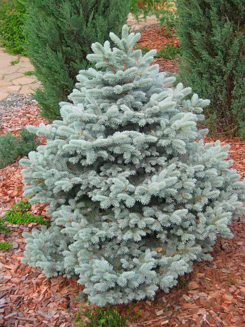 Ель (Picea) колючая Эдит 5л h40-50 1шт