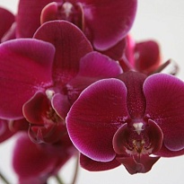 Орхидея Phalaenopsis Rossini 25шт