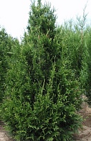 Туя (Thuja) складчатая Кан-Кан 7,5л h50-60 1шт