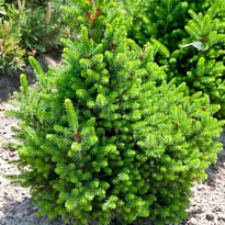 Ель (Picea) обыкновенная Виллс Цверг d32 h160 1шт