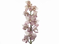 Орхидея Cymbidium Summer Mag Pink*6 1шт